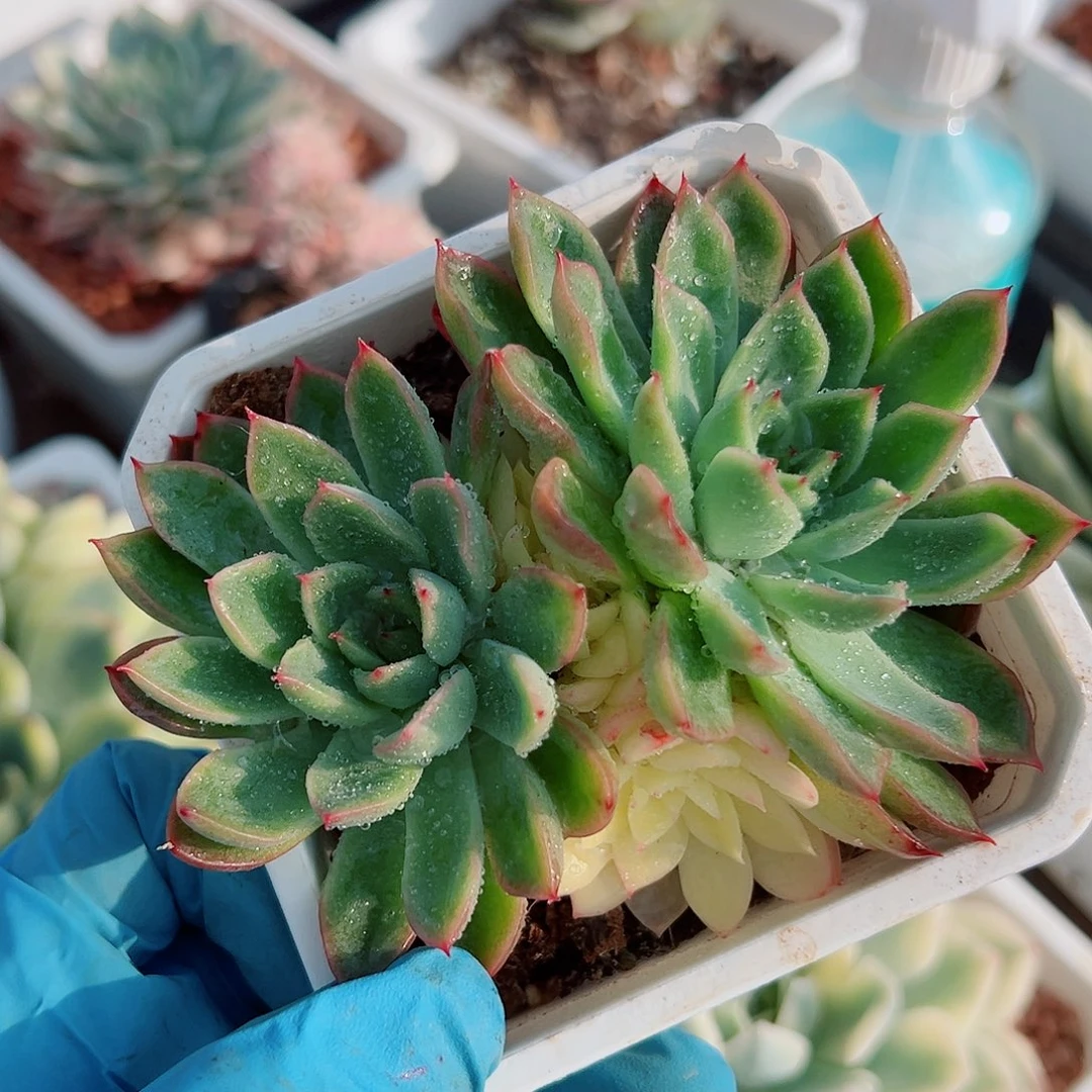 新圣骑兵锦，阴阳锦