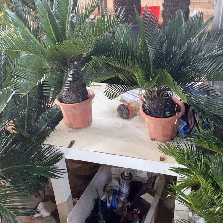 大部分花苞少量开放