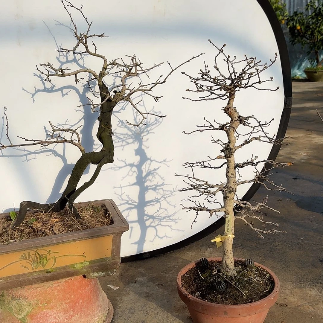 无花朵老鸭盆景盆栽花卉盆景