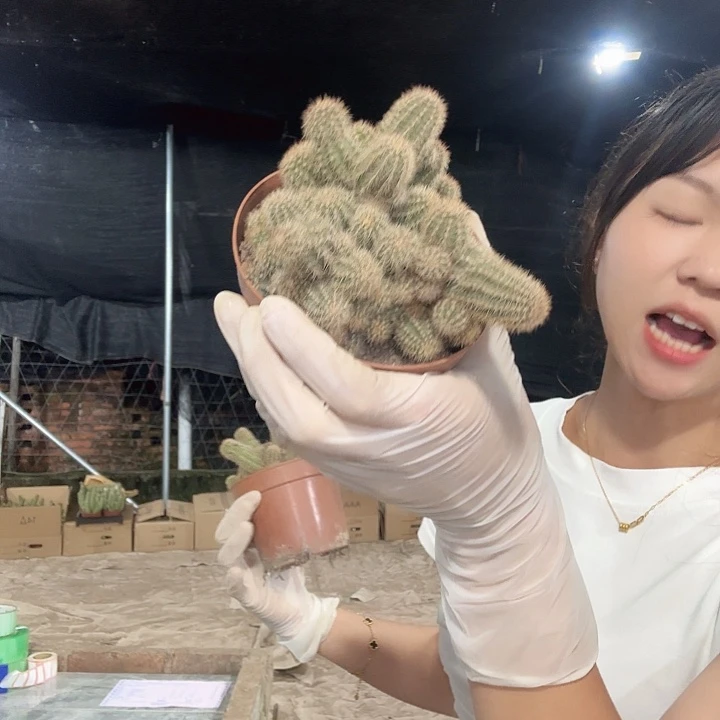 未知白檀小号清货版（掉头掉崽不售后）