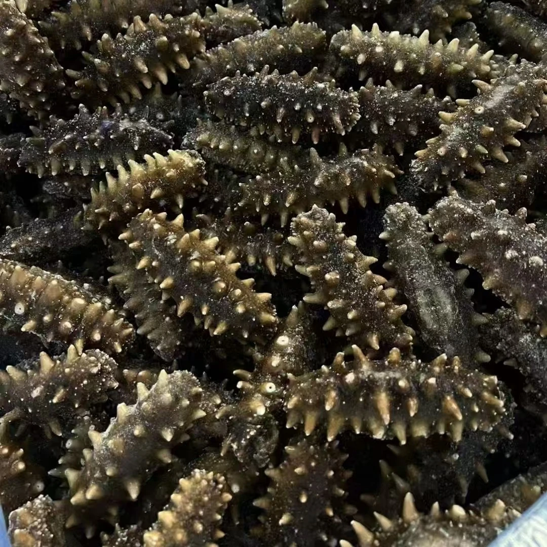 <即食海参>寄顺丰收到冰箱速冻储存