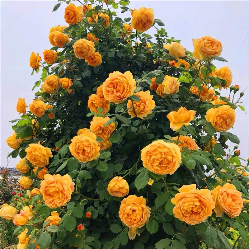 黄金庆典藤本欧月季花苗爬藤庭院绿植物阳台盆栽地栽大花浓香