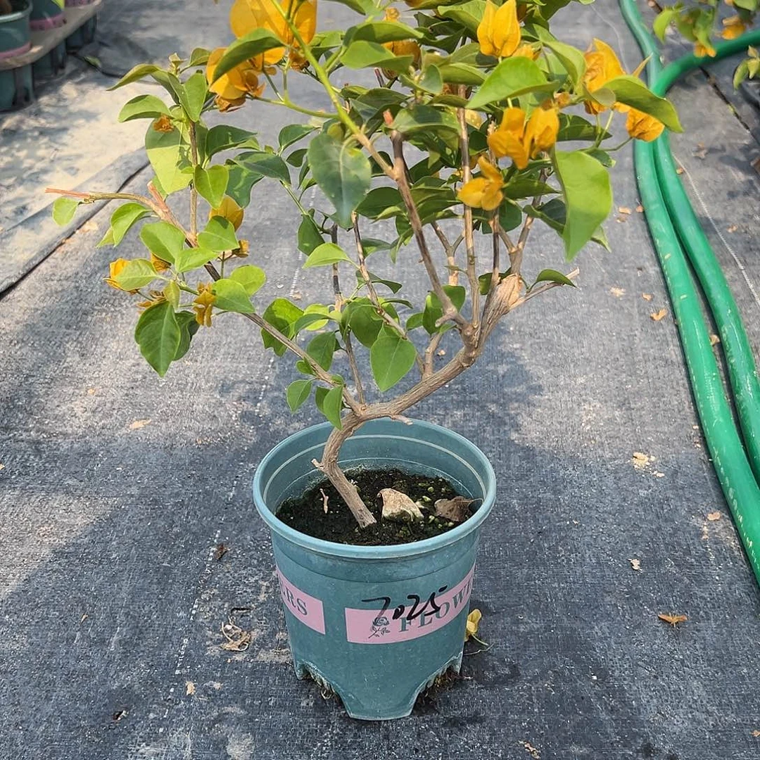 C***o完全开放造型柠檬黄 7025