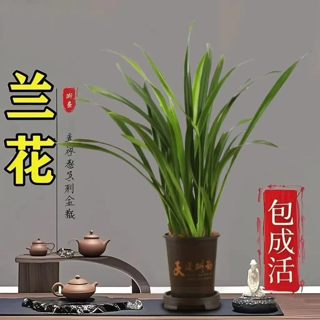 精品兰花送肥料盆栽室内花卉6-8苗四季常青基地直发