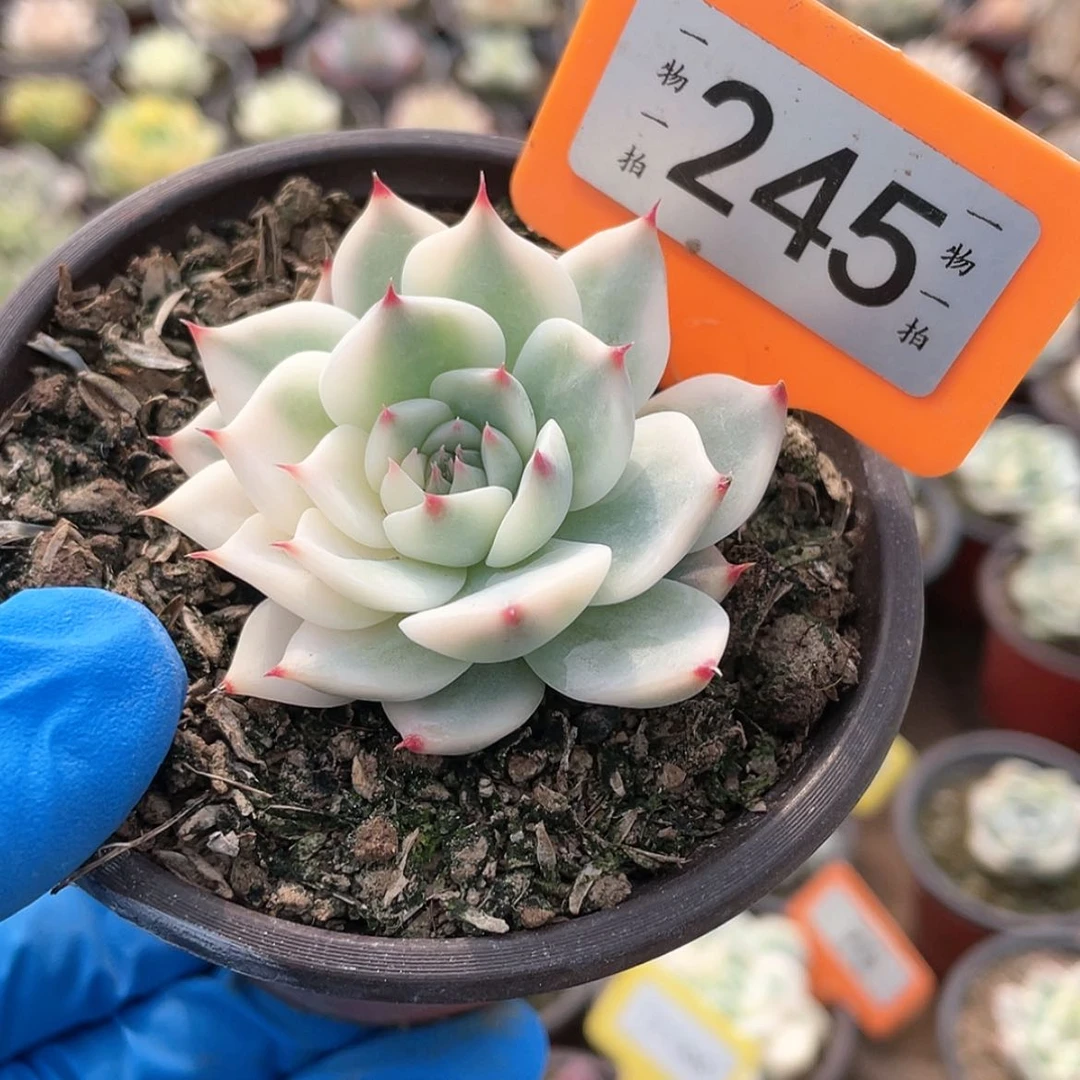 【闪购商品】B****.245号