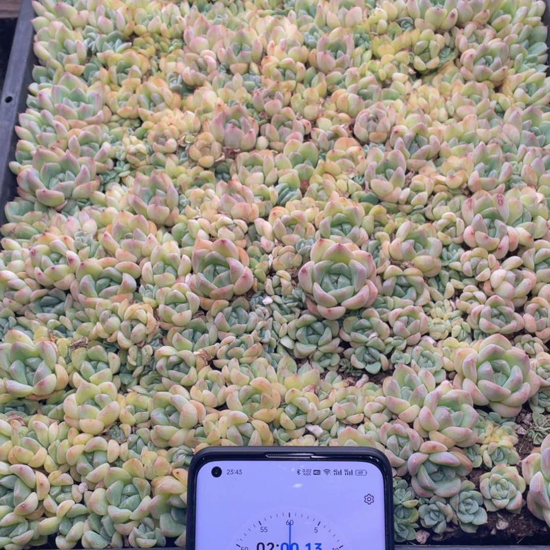 大*鹿云糖心多肉植物86