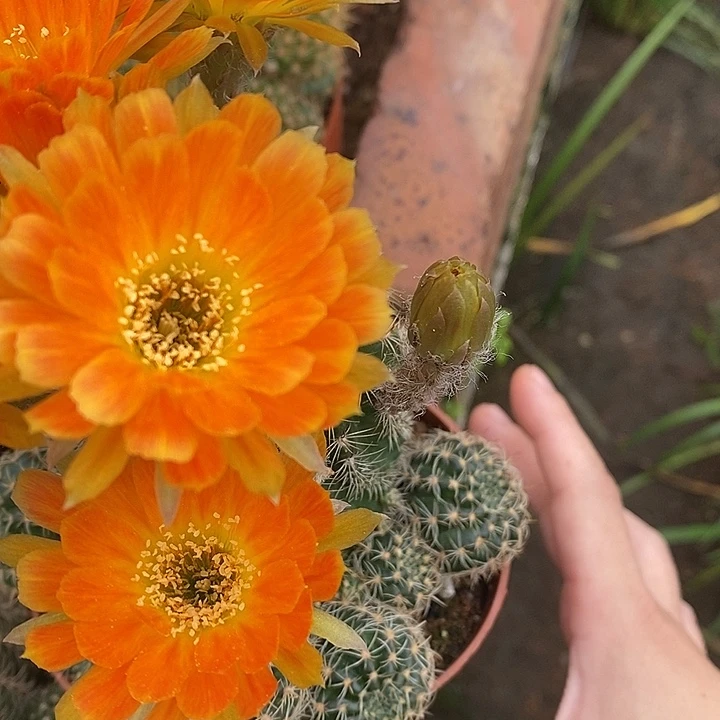 橙丽花仙人球257788