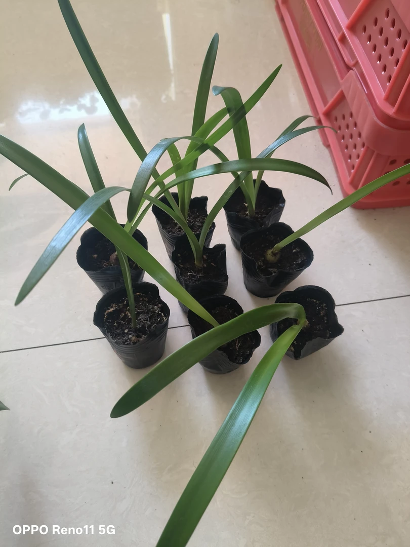 进口杂交朱顶一年苗8个品种