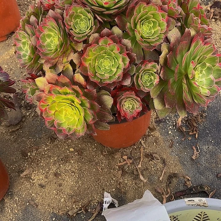 喜**梢多肉莲花626多肉