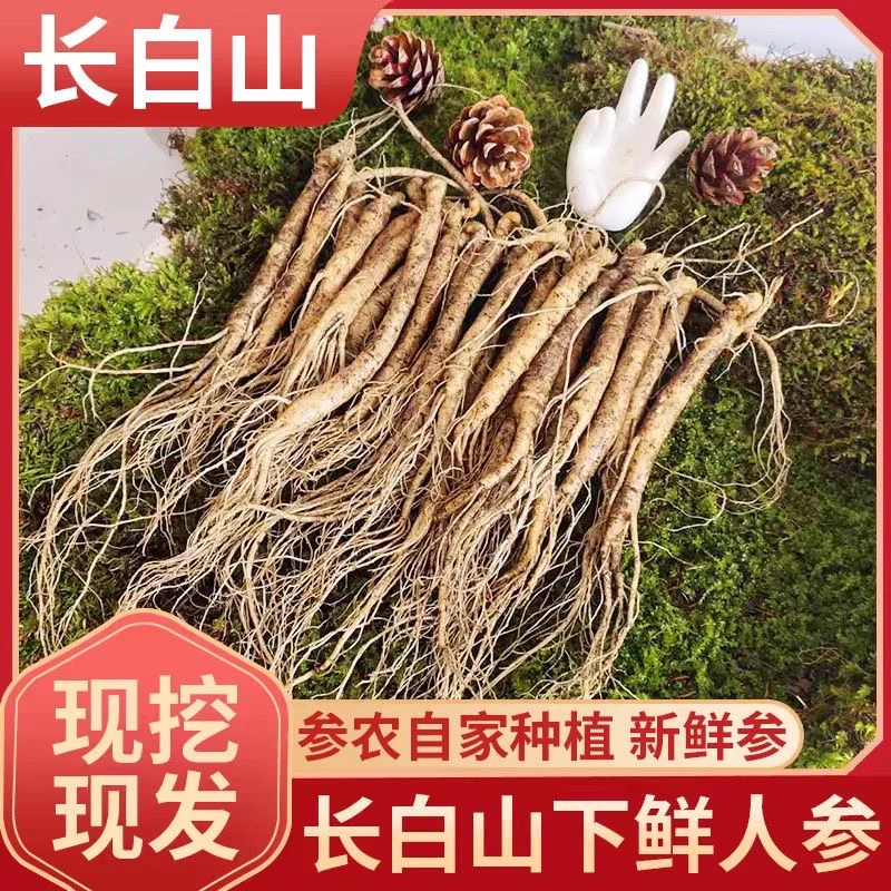 长白山新鲜小鲜参人参果肉紧实颗颗精选带芽孢送种子