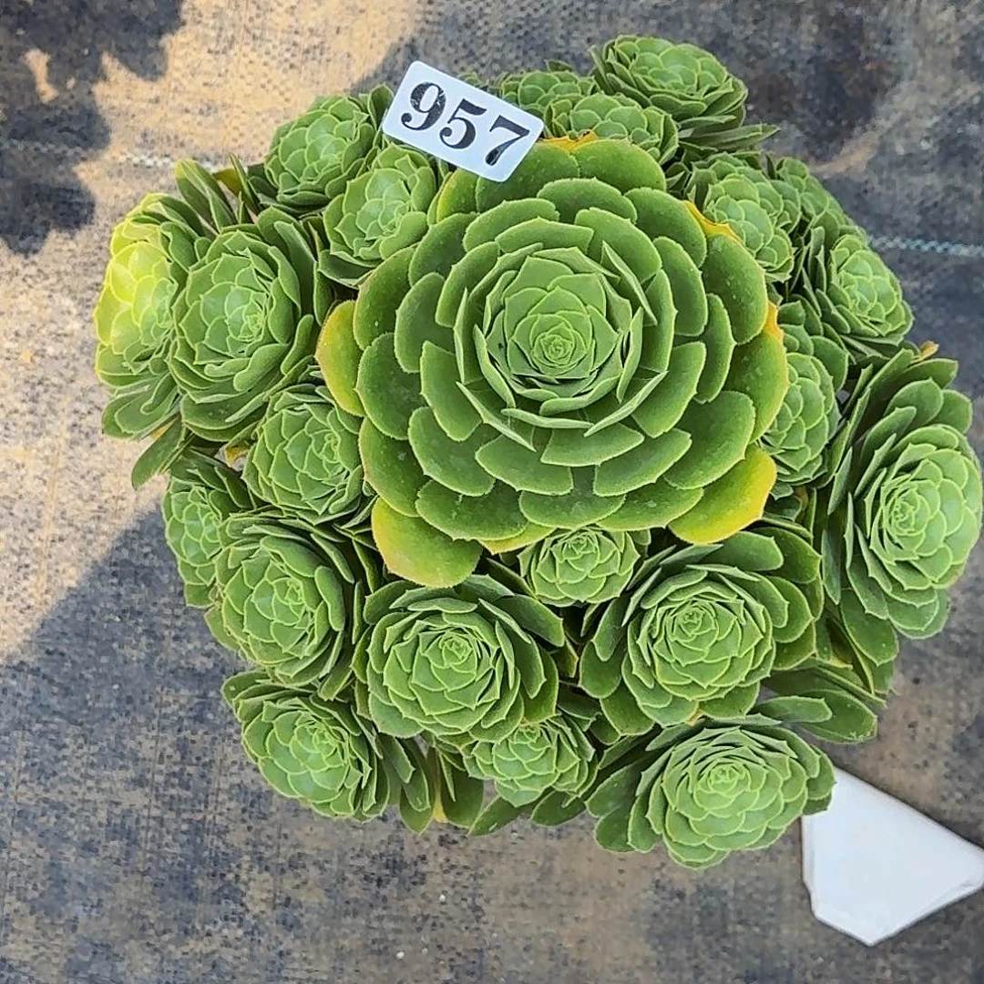 957绿玫瑰嫩桩多肉植物室内多肉盆栽多肉花卉