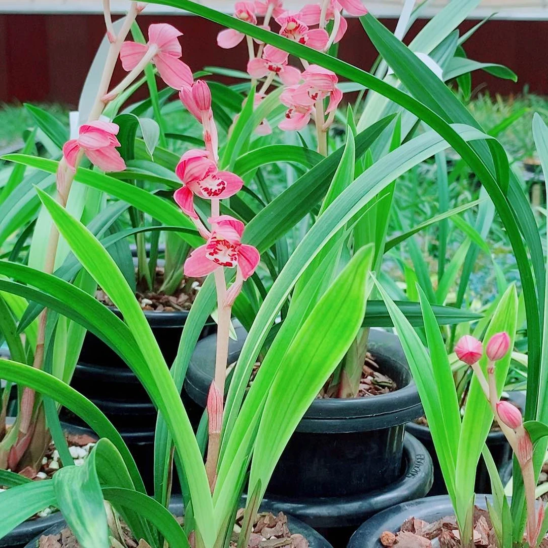 天***空完全开放一物一拍开花苞漂亮