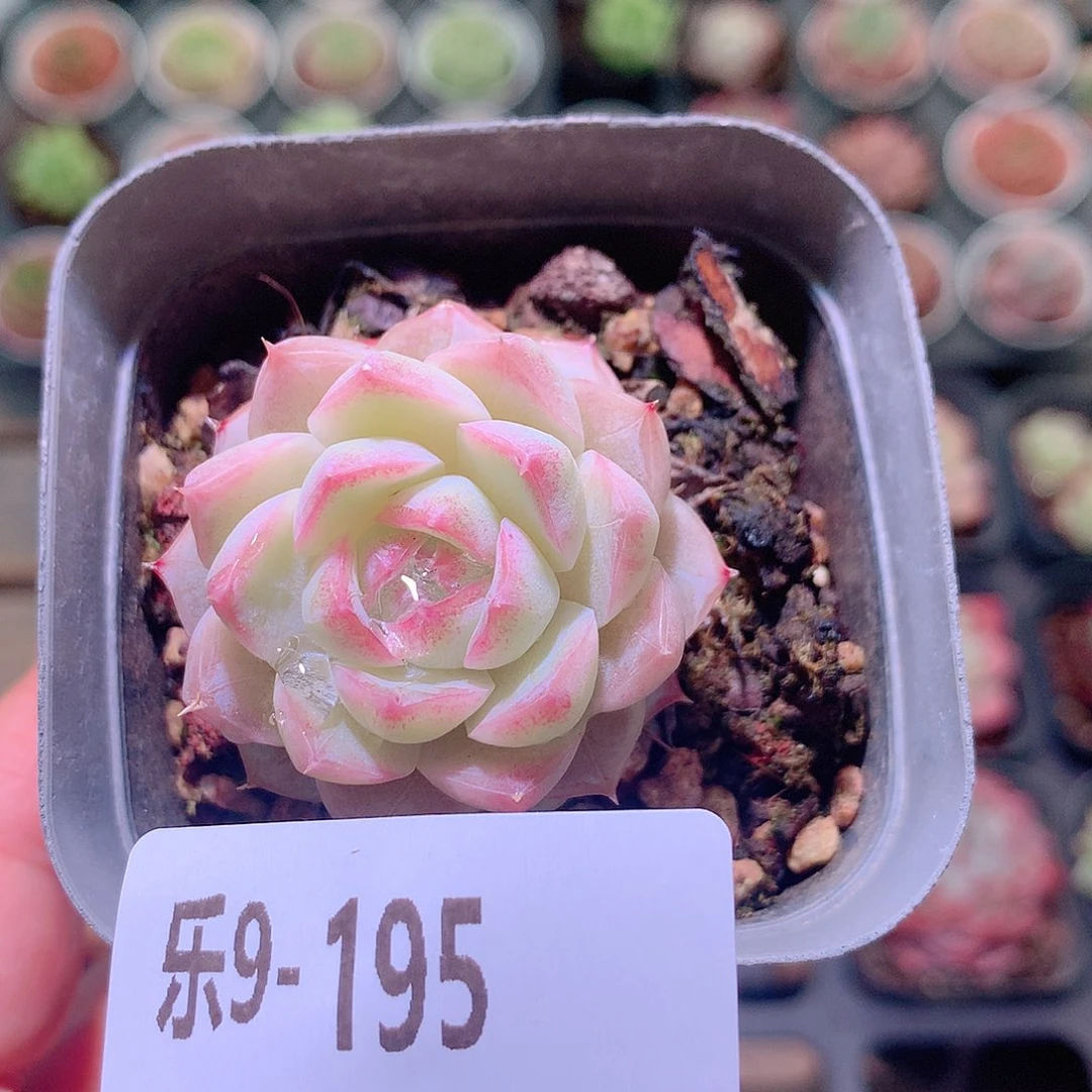 乐然9-195 女王单头