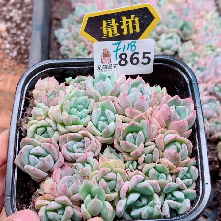 多肉植物多肉植物