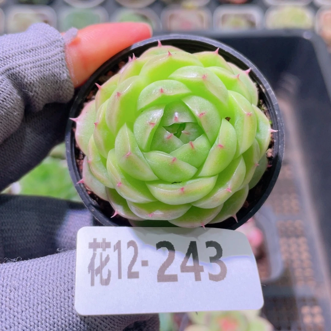 花利美12-243海王