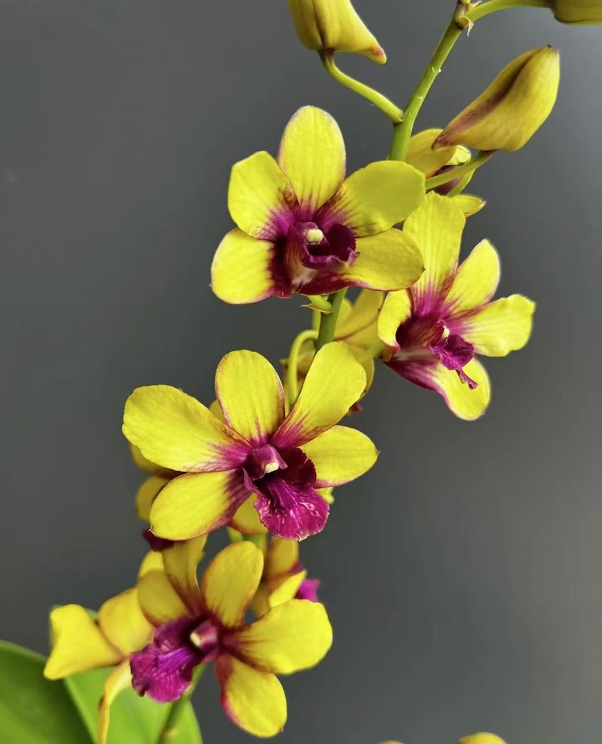 金华山【秋石斛】黄色大花好养花期长   云南鲜花绿植