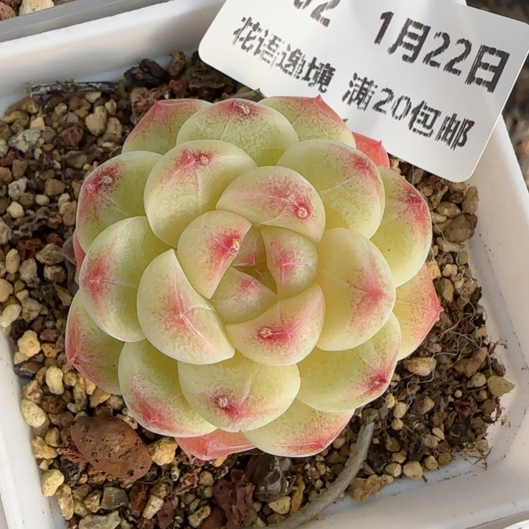 花语逸境0122-102