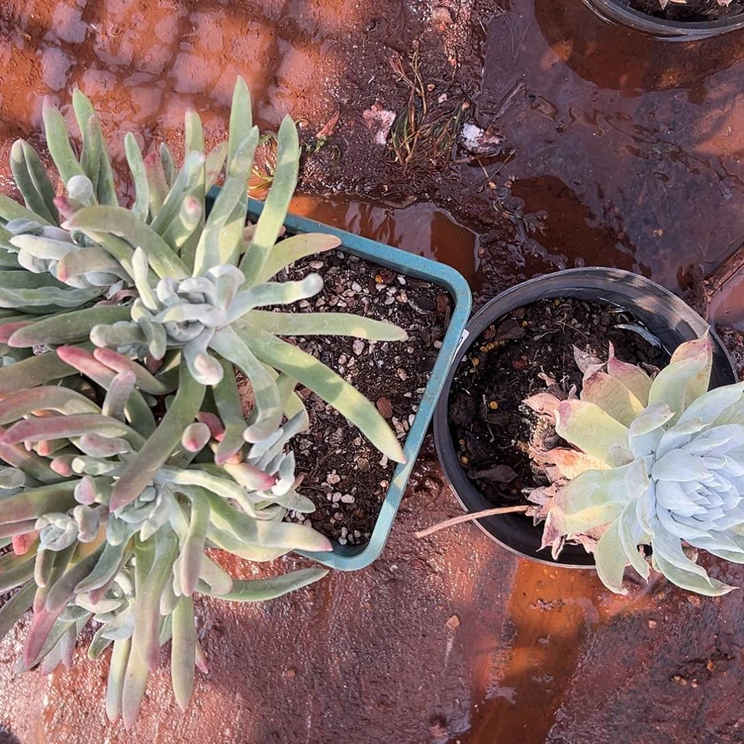 2颗仙女杯多肉多肉。