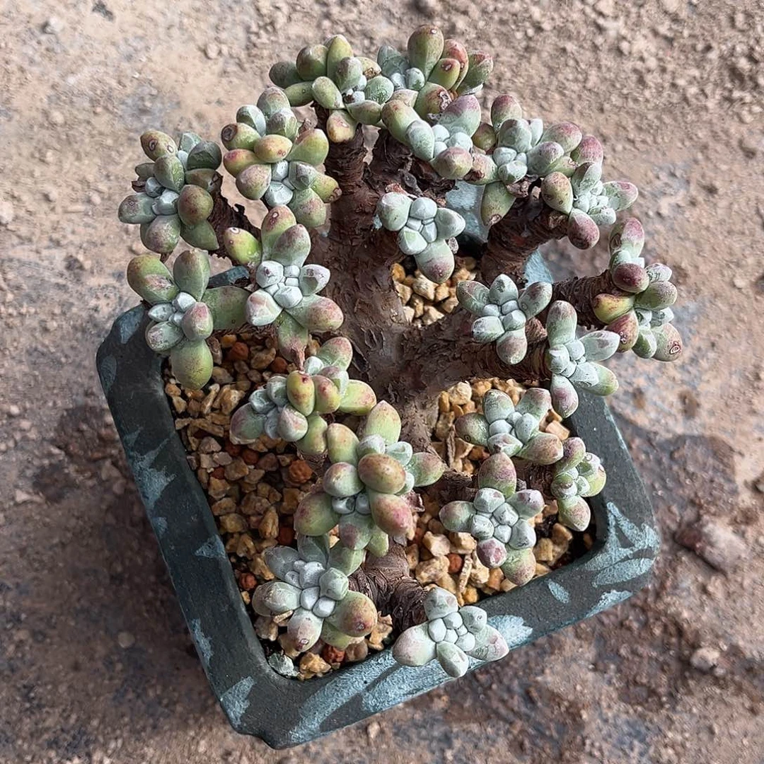 小鹿多肉一物一拍89665