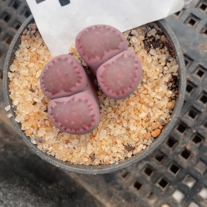 415母本紫饼干带盆