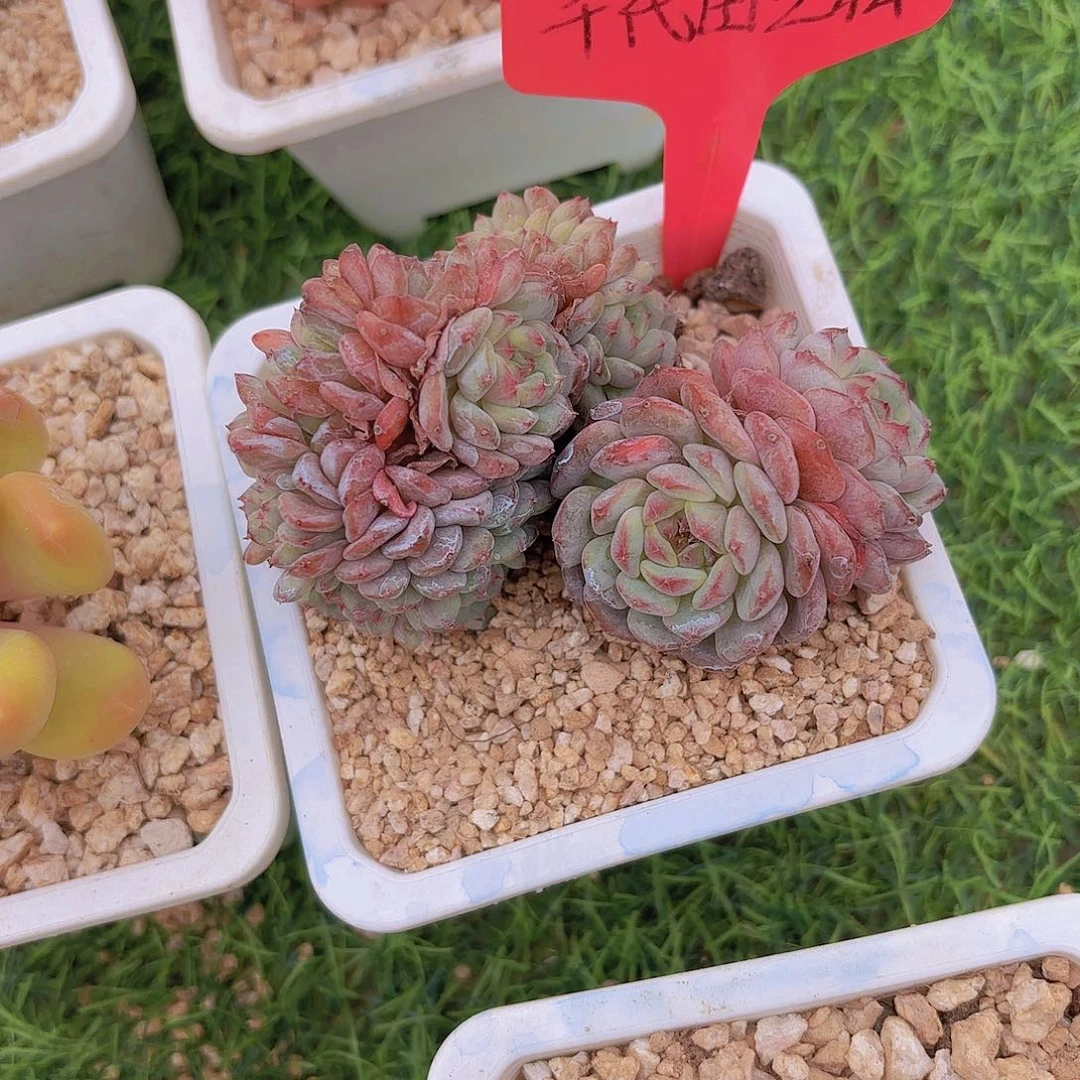 小***粒我的小可爱们都好可爱
