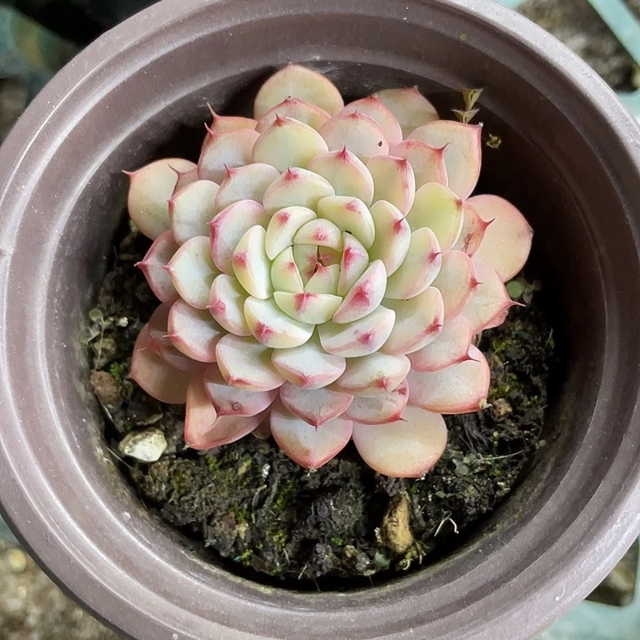 姬莲锦一物一拍锦龙