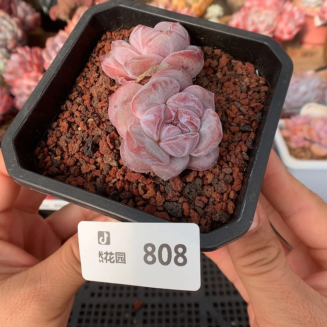 808星影多肉植物一物一拍