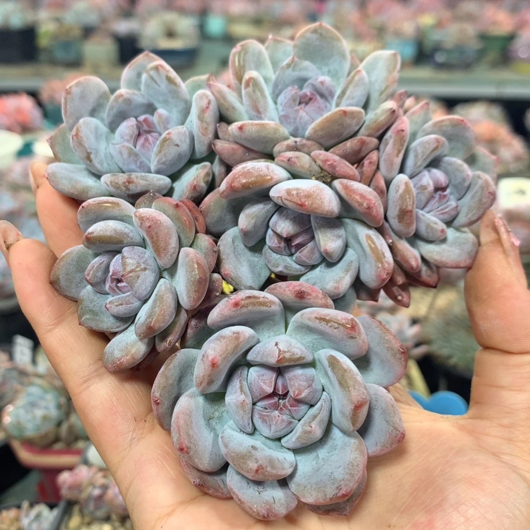 发发发发发发发发发发发发发