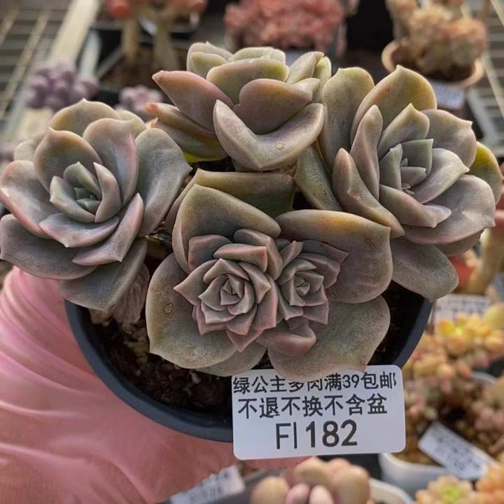 可爱玫瑰10cm182多肉植物