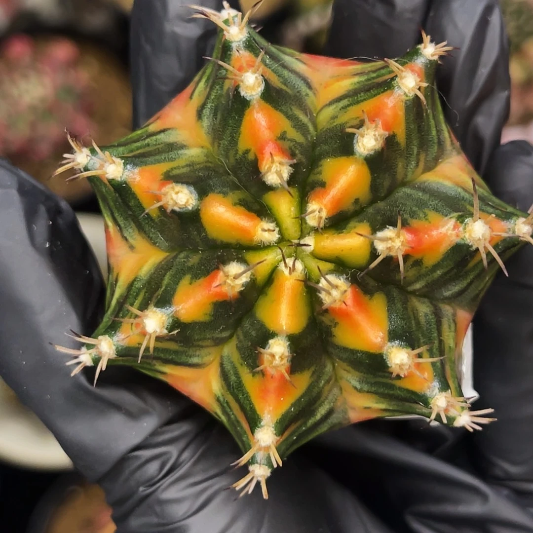 血橙胖臀 一物一拍