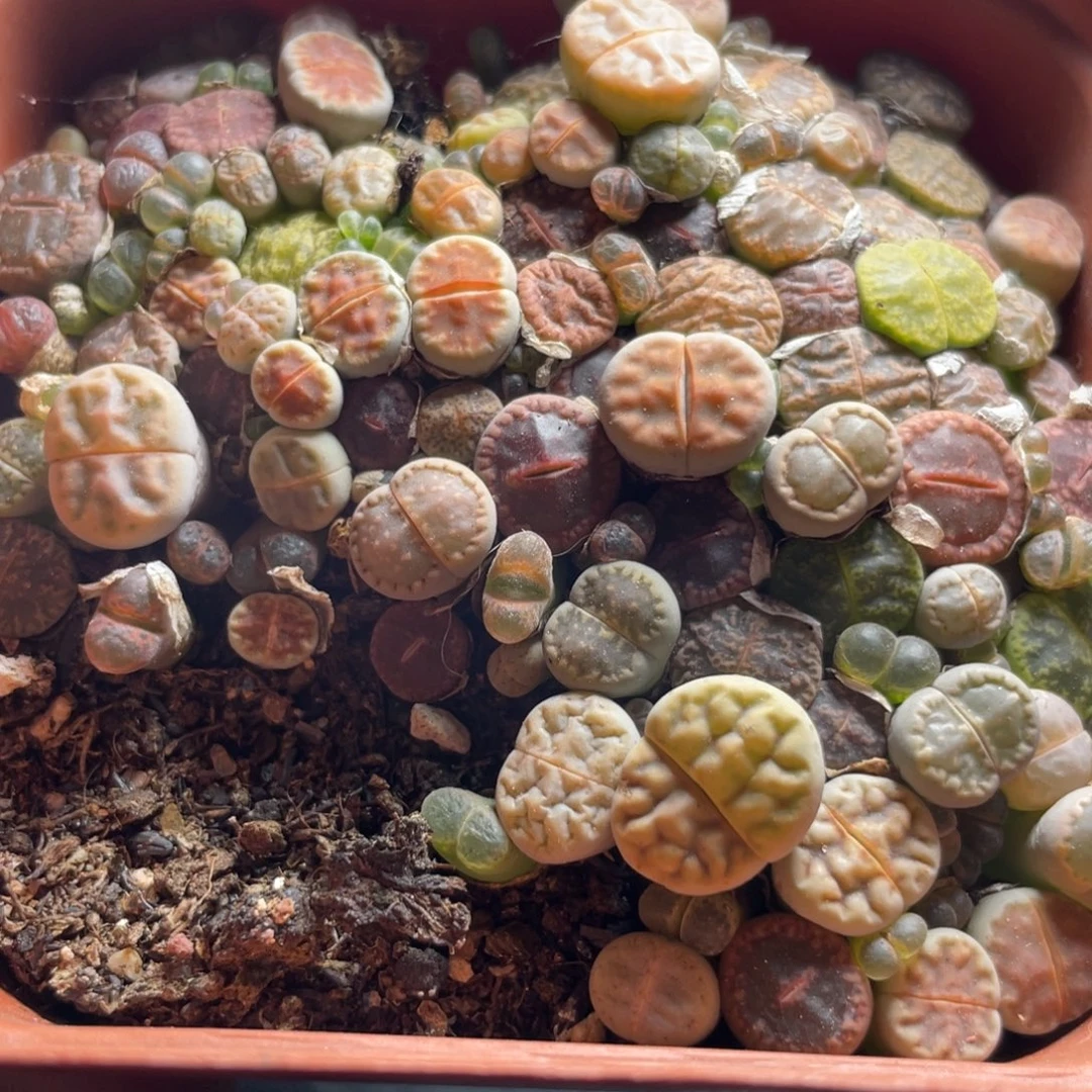 混合大盆特价更新～2