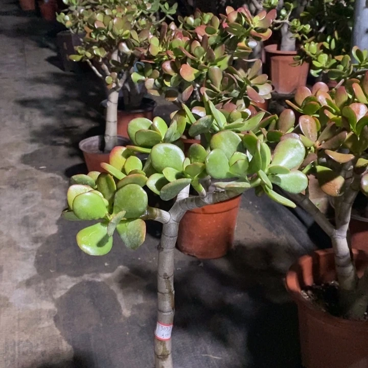 跳***妈红叶玉树一物一拍