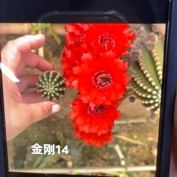 241金刚14歪4公分左右无根侧牙,20包邮
