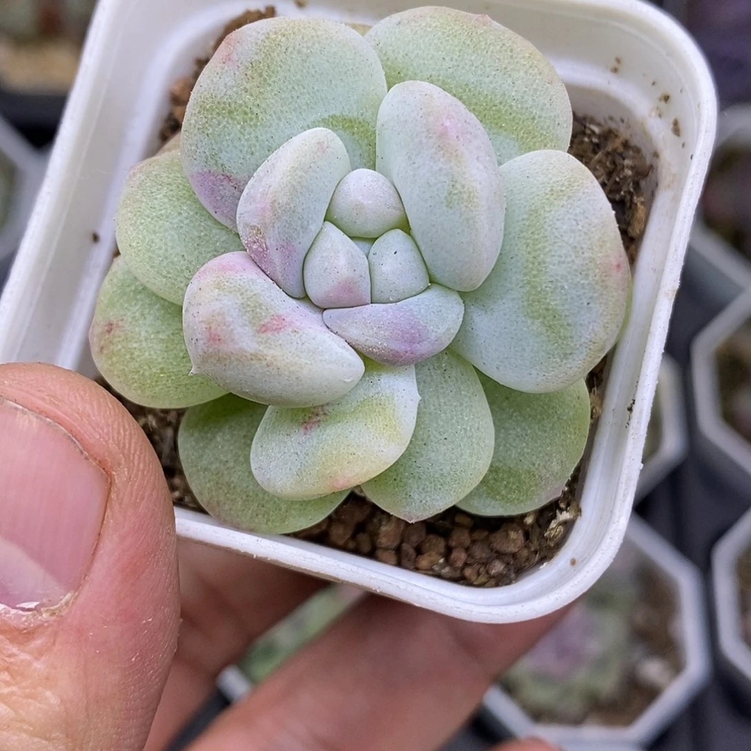 冰玉石化福利5厘米盆