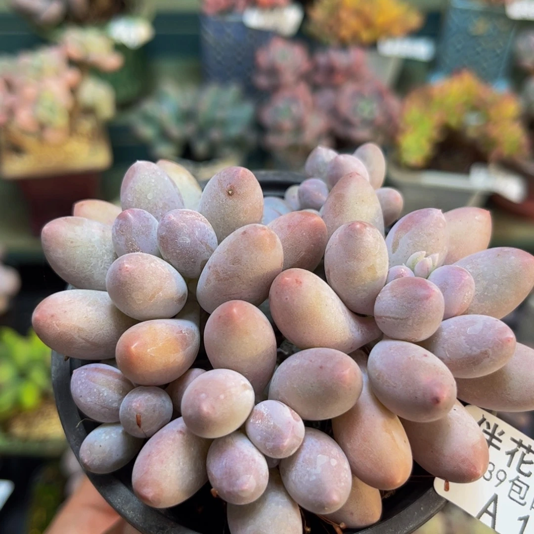 164汤圆奶酪8cm多肉