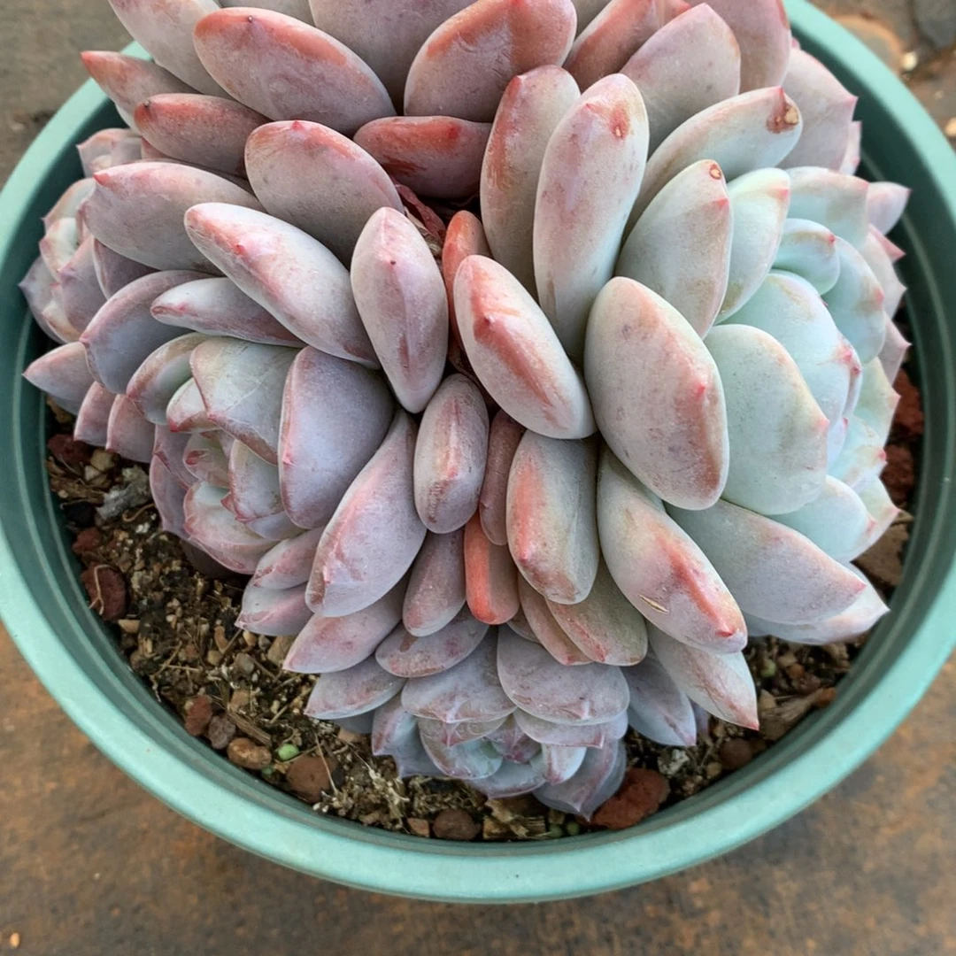 宁*宁橙梦露橙梦露橙梦露