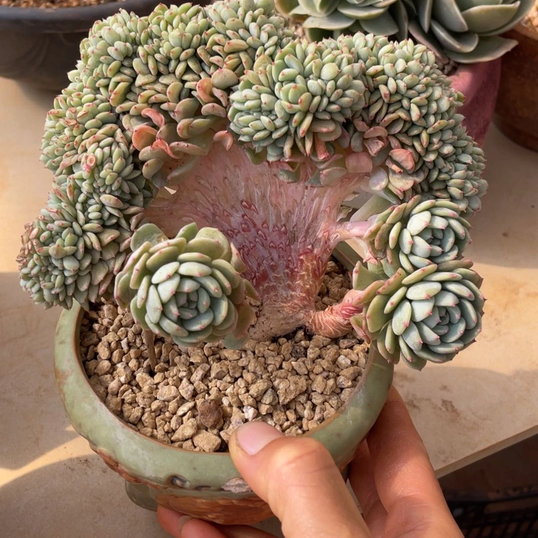 白胖子缀化多肉多肉