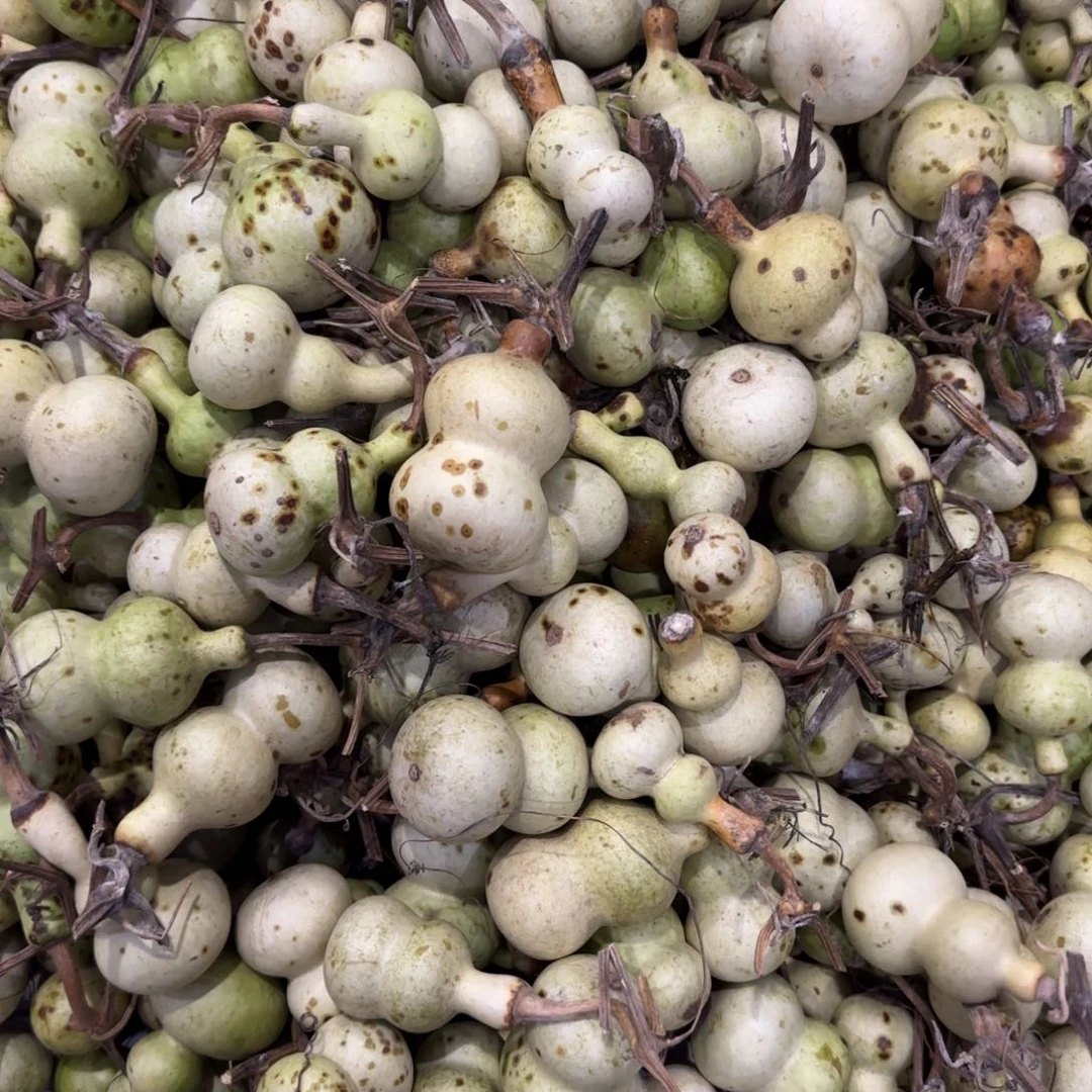 青皮不包成 不退不换