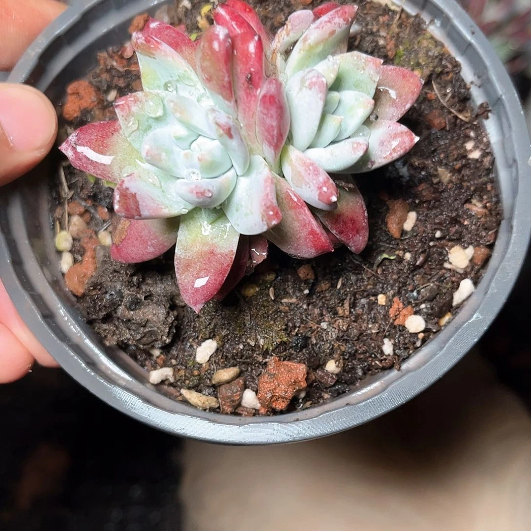 6074刘丹拇指仙女杯多肉