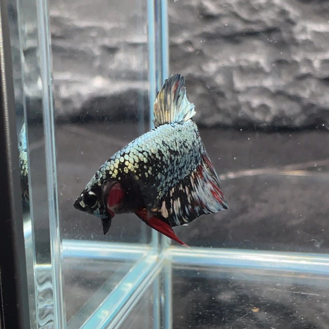 斗鱼黑金将军公鱼