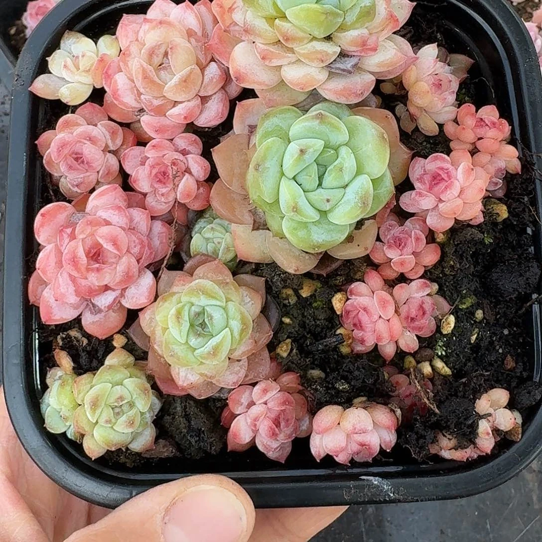 杂交新品珍妮多肉441