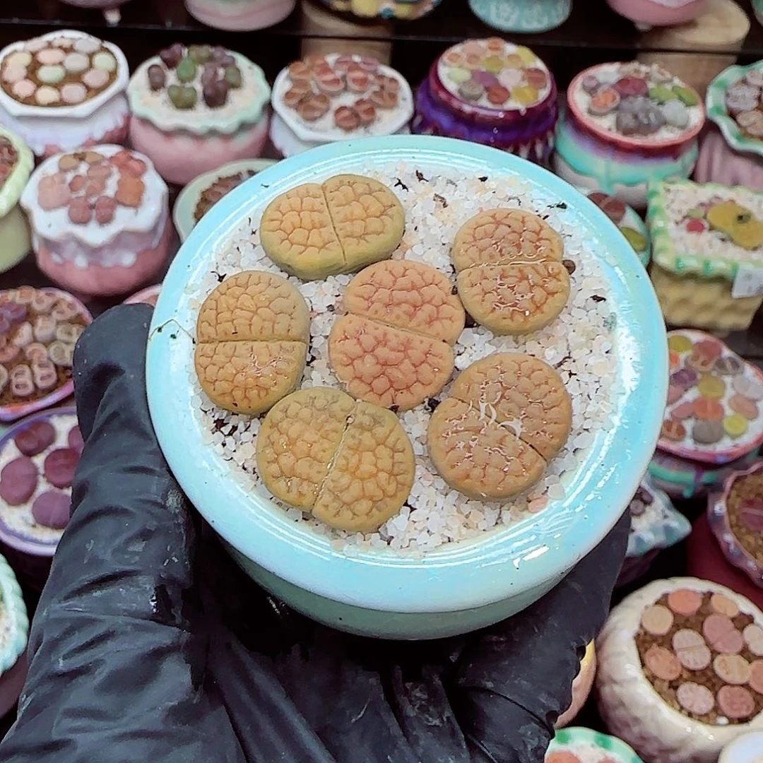 生石花满18包邮1218-67