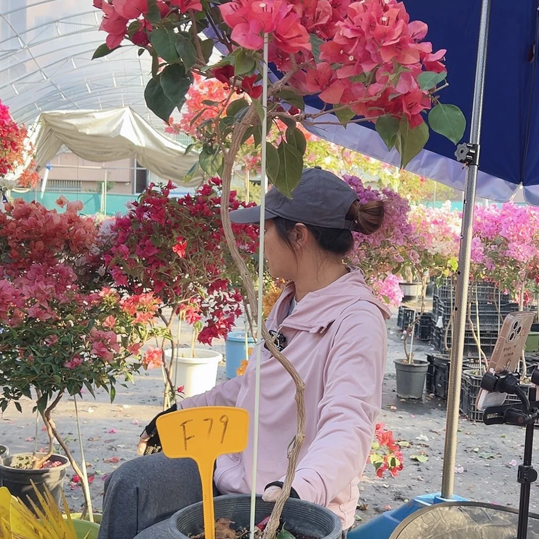 飞***扬大部分花苞少量开放F79不甜