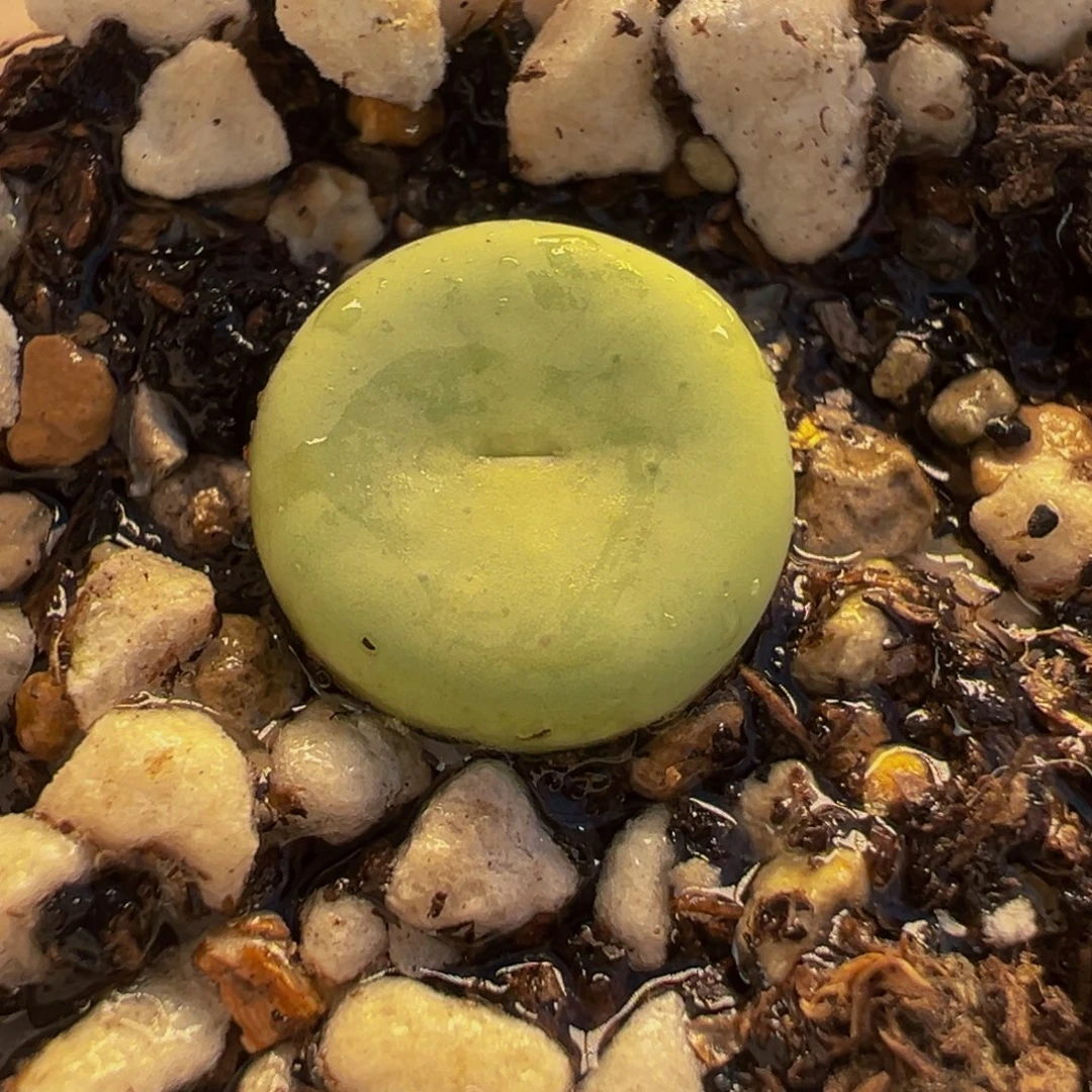 112多肉植物种类多样