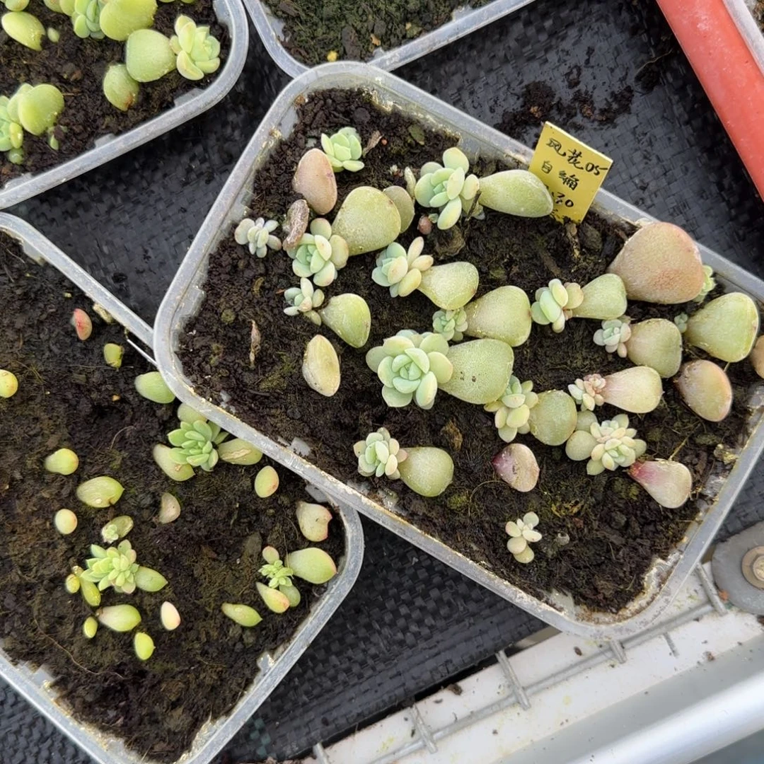 风花05 穴一个满25包邮