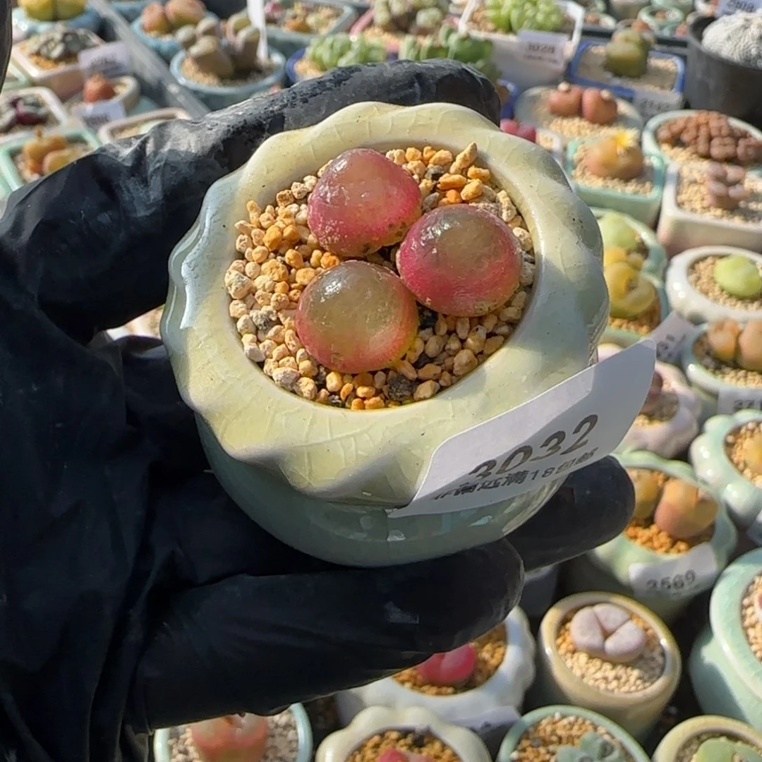 3032-一物一拍 带盆