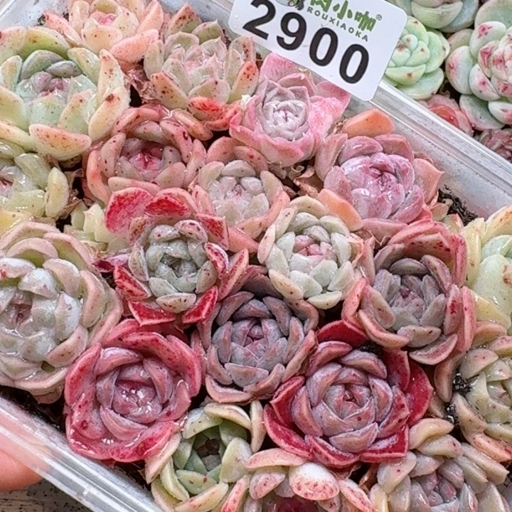 多肉植物多肉植物