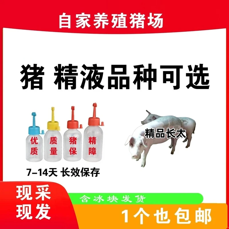 长太二元种公精液一件包邮包对版生态养殖批发输精管猪用耗材
