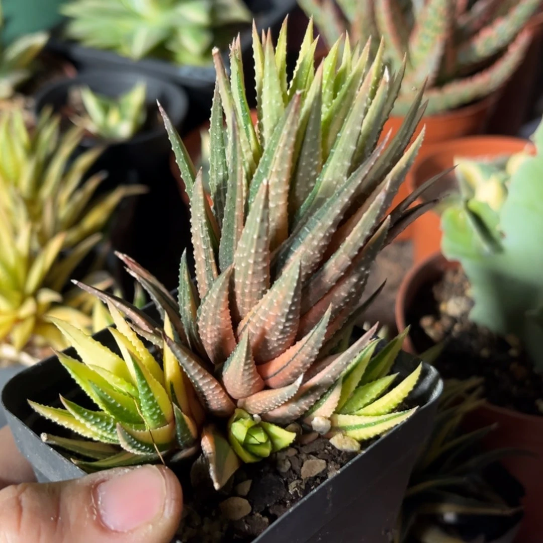 古迪锦一物一拍自根8