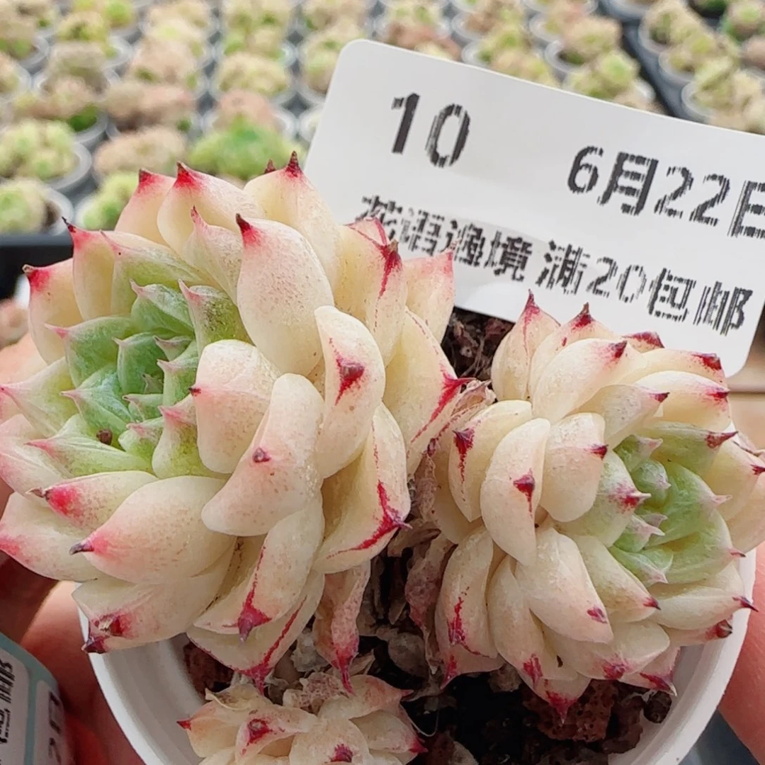 花语逸镜0622-10散